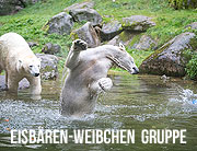 Giovanna, Nookie und Nuna: Die neue Eisbären-Weibchen-Gruppe in Hellabrunn  (©Foto: Tierpark München / Marc Müller)
